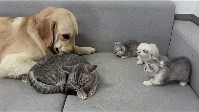 Котята шипели на него… а потом появилась мама-кошка 🥹❤️