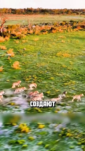 Я люблю всех животных😇