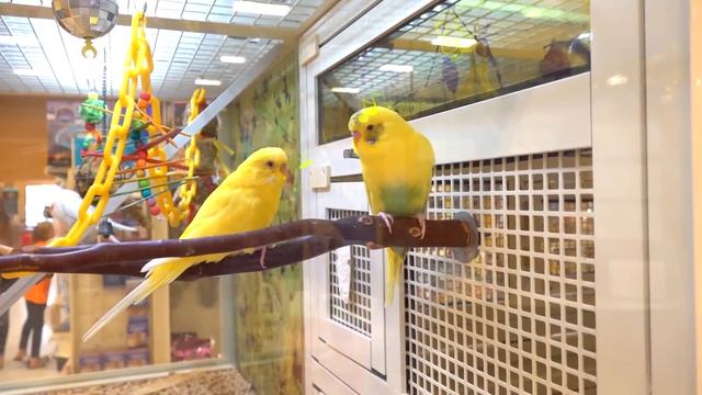 Диана и Рома играют в полицейских
