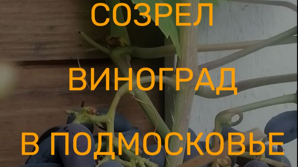 СОЗРЕЛ ВИНОГРАД В ПОДМОСКОВЬЕ на 26 августа 2026 г