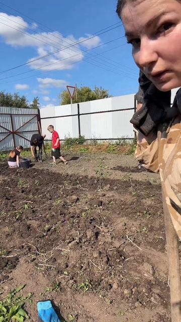 Пришлось выкопать картошку #уралочка #урожай #картошка #огород