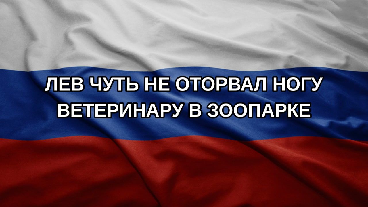 Лев чуть не оторвал ногу ветеринару в зоопарке