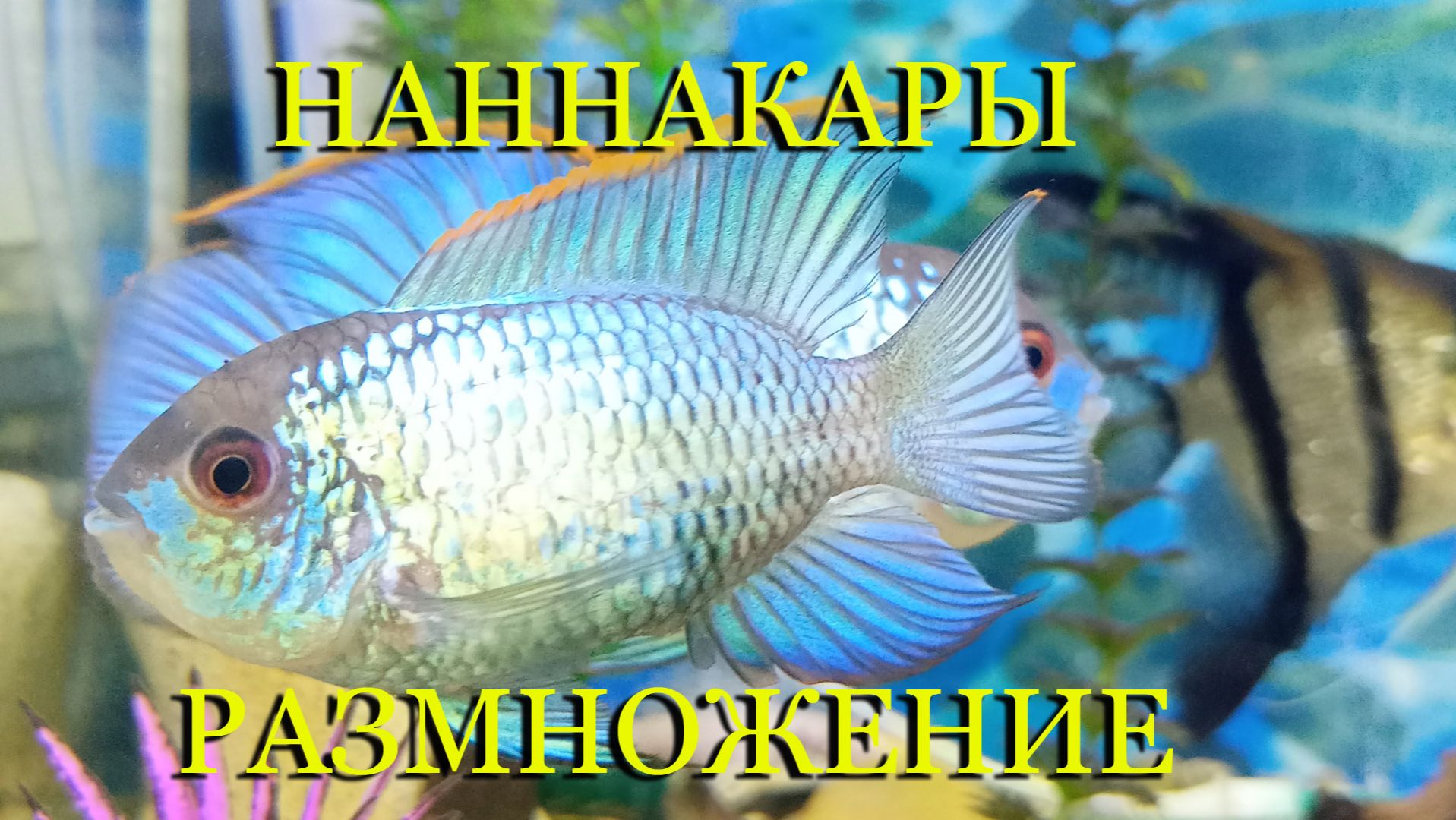 Наннакара неоновая (блю неон, электрик) - размножение от А до Я