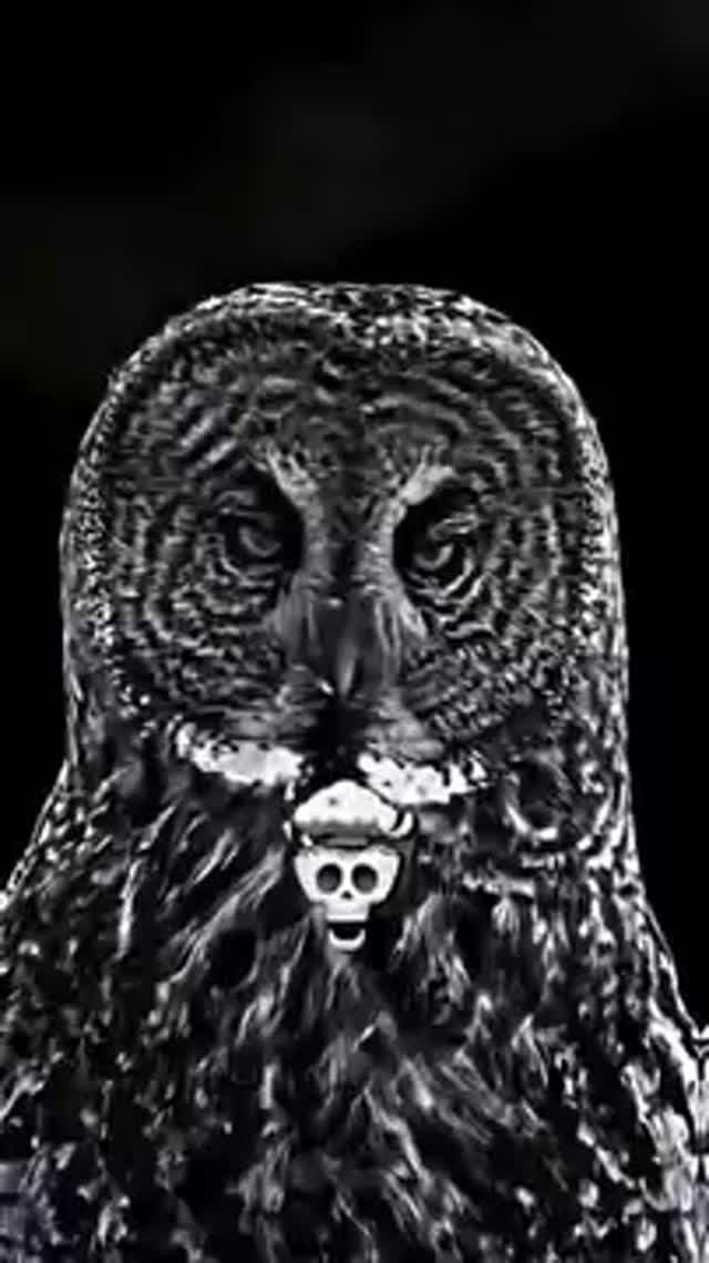 birds edit scullface edit fyp