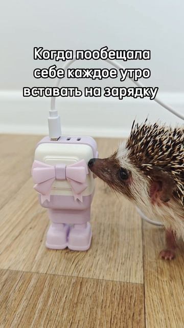 Ёжик на зарядке