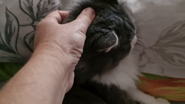 КОШКА МУСЯ🤗🥰💯💥💕