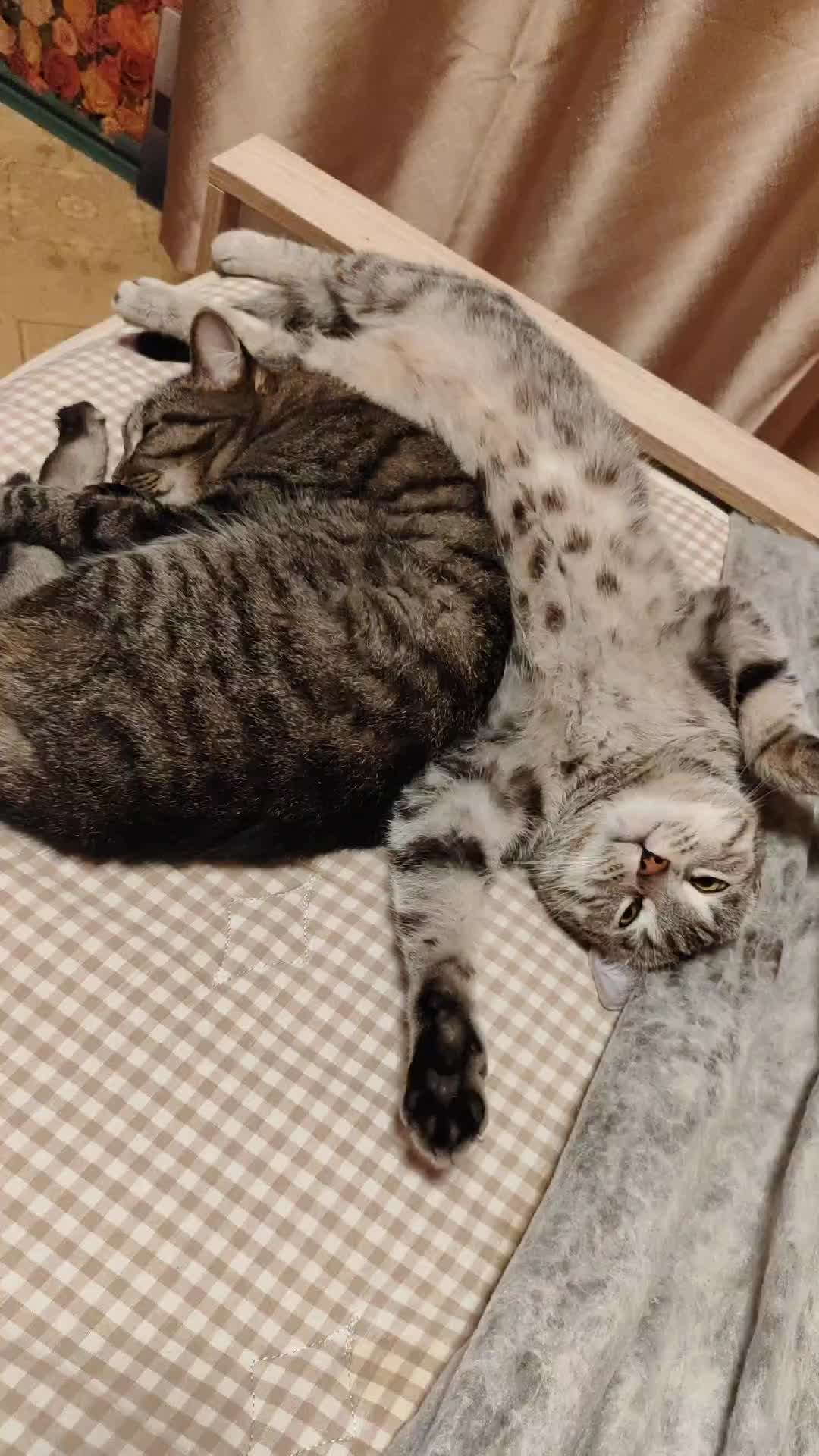 #котики