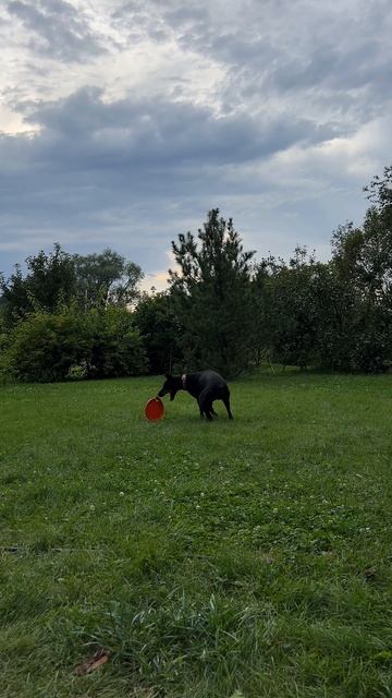 РОКСИ ЛОВИТ ФРИСБИ🏓