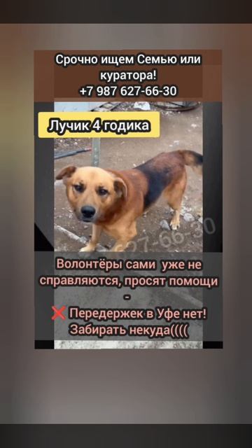 Ласкового доброго домашнего ЛУЧИКА сдали в отлов! Уфа.
ЗА ЧТО???
........ЗА ЧТО 