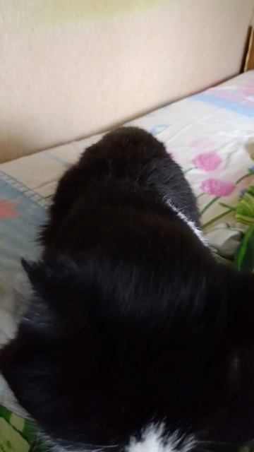 котик 😻 Мартин ❤️