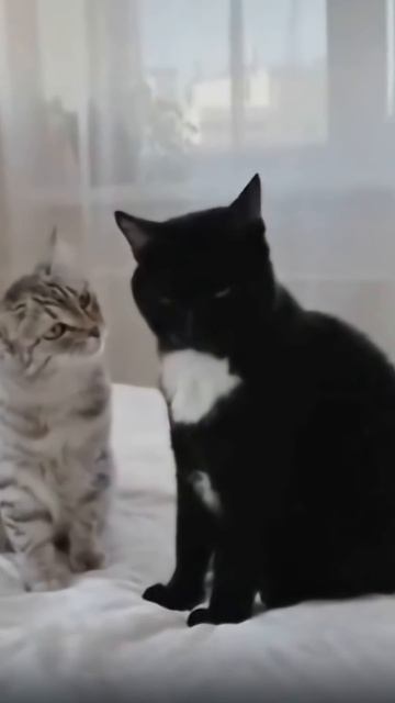 Удивительные животные !!! #юмор