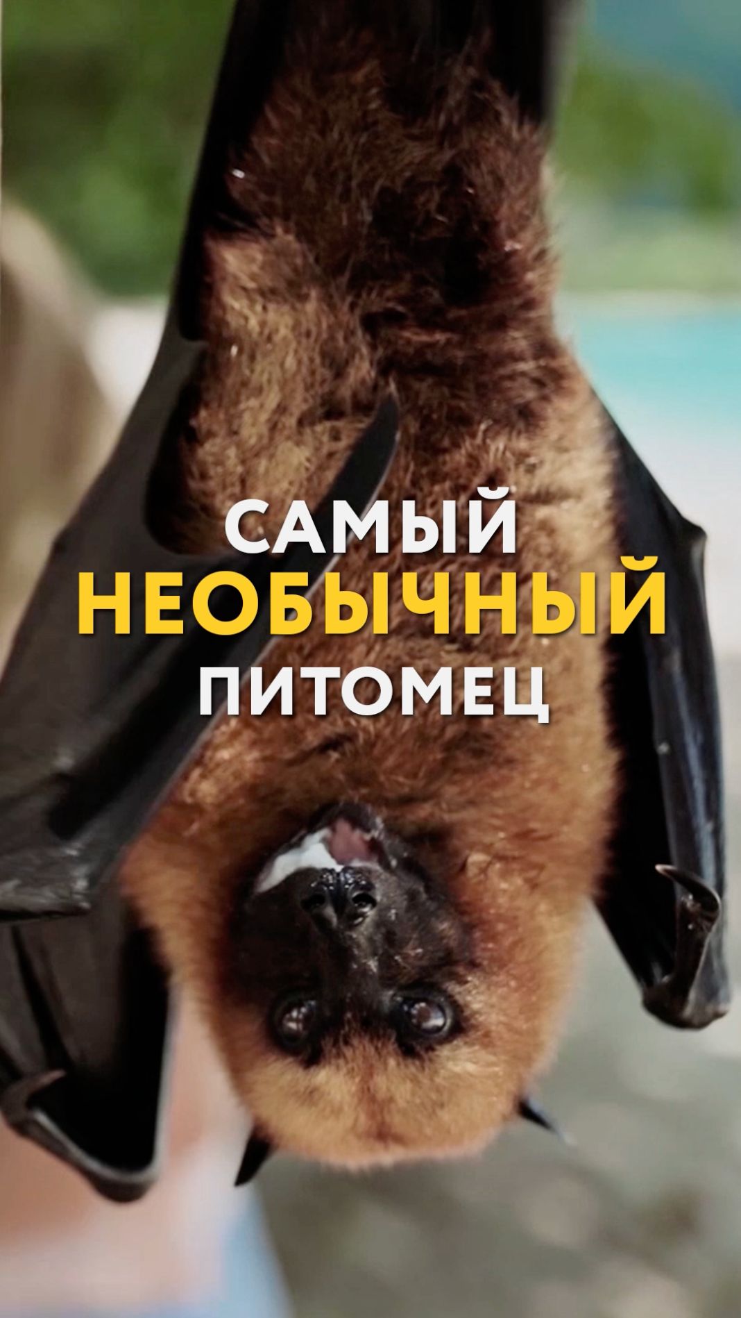 Самый необычный питомец