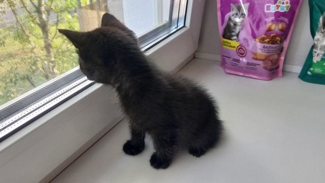 19.07.2026 - Котёнок Юма