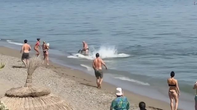 Огромный тунец весом почти 300 кг вызвал переполох
