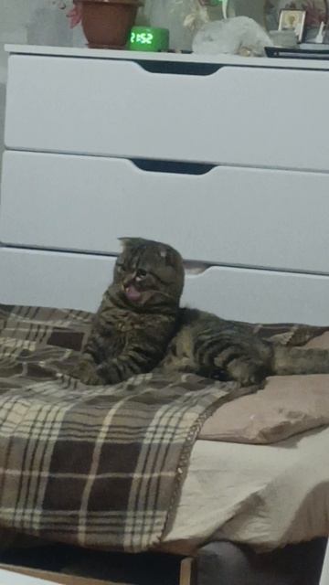 вот стоит только...😺он уже от тебя умывается