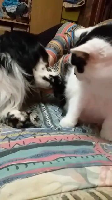 Как кошка с собакой... Это про них...)))