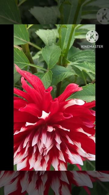 Георгины ☘️💃🦋🥀☘️