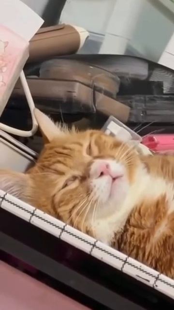 кот спит