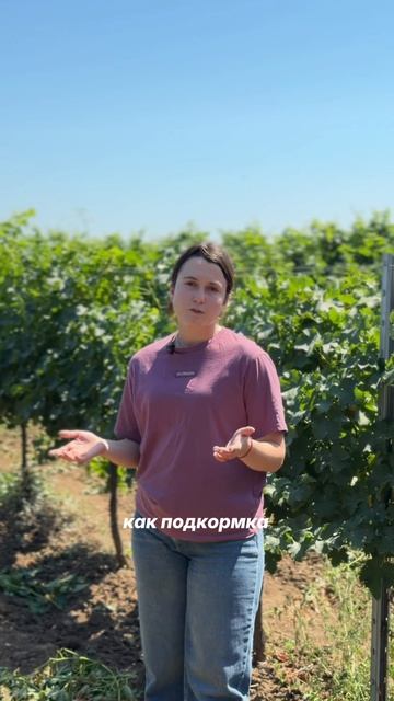 Агросопровождение виноградника: как специалисты корректируют схему защиты