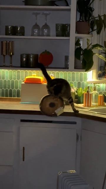коте коре 65
