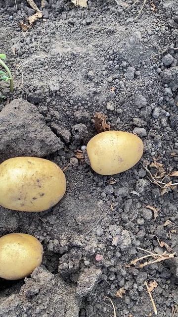 Парши на картошке стало меньше — что помогло?