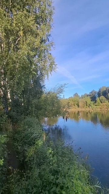 🌳
