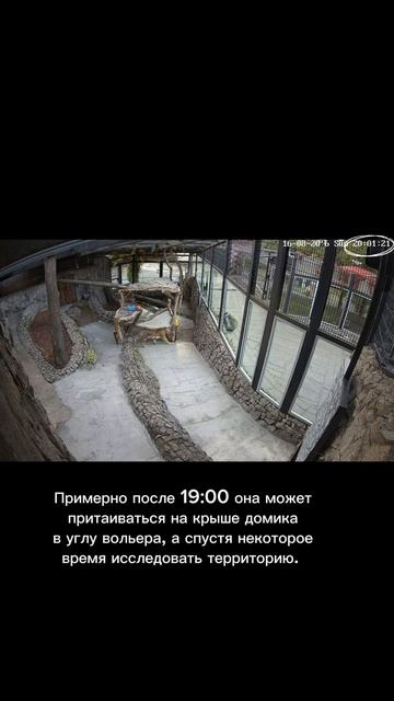 Тигрица Агафья