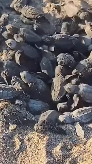 🐢🌊 Маленькие черепашки впервые идут к морю | Аланья, Турция 🇹🇷❤️
