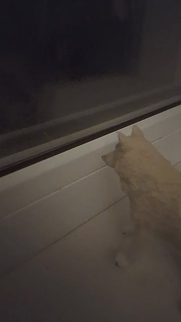 Шуша и ночное небо 🌕🐺