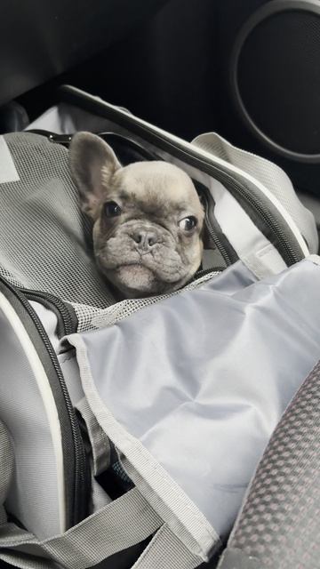 Везунчик🐶