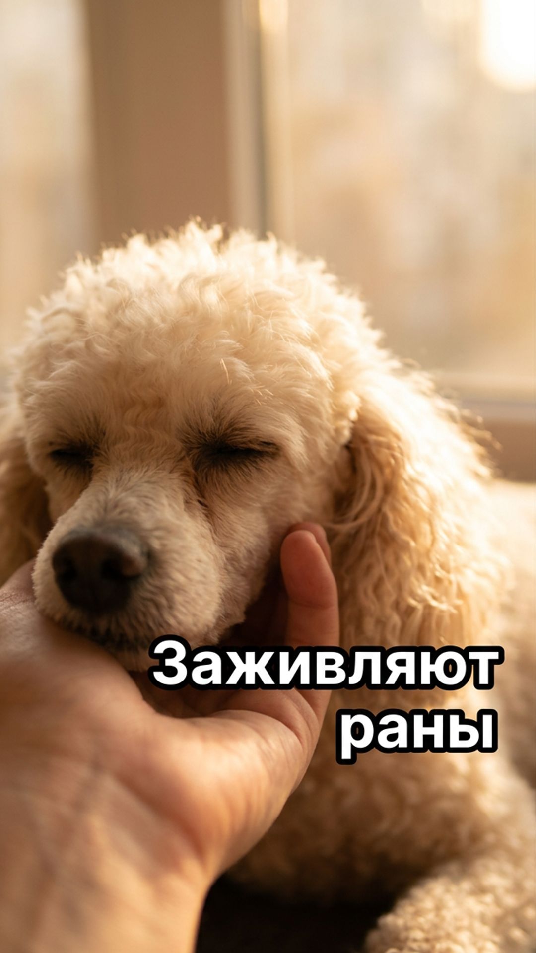 Живые пластыри для человеческих сердец