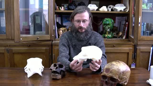Грацильные австралопитеки – Станислав Дробышевский ｜ Лекции по антропологии ｜ Научпоп