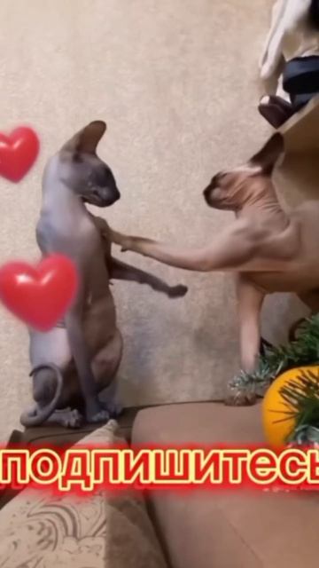 Удивительные животные !!!