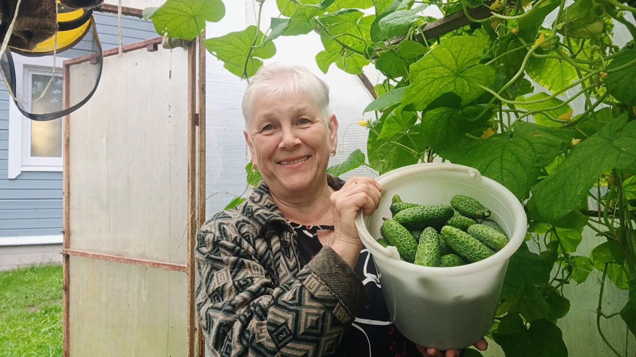 Жизнь на пенсии.. Мой урожай..