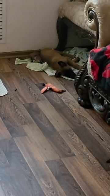 Как давно это было! Сапфиру сегодня исполнился годик! 🤣