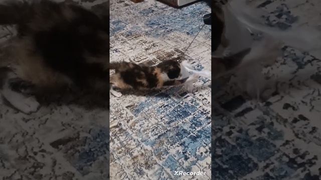 Сладкая жёпка 🍑