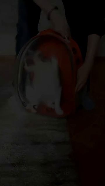 Удивительные животные !!! #кошки #животныешляйх