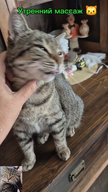 утренний массаж 🐱