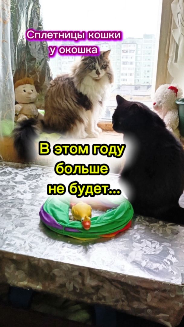 Кошки с озвучкой. Больше не будет в этом году...