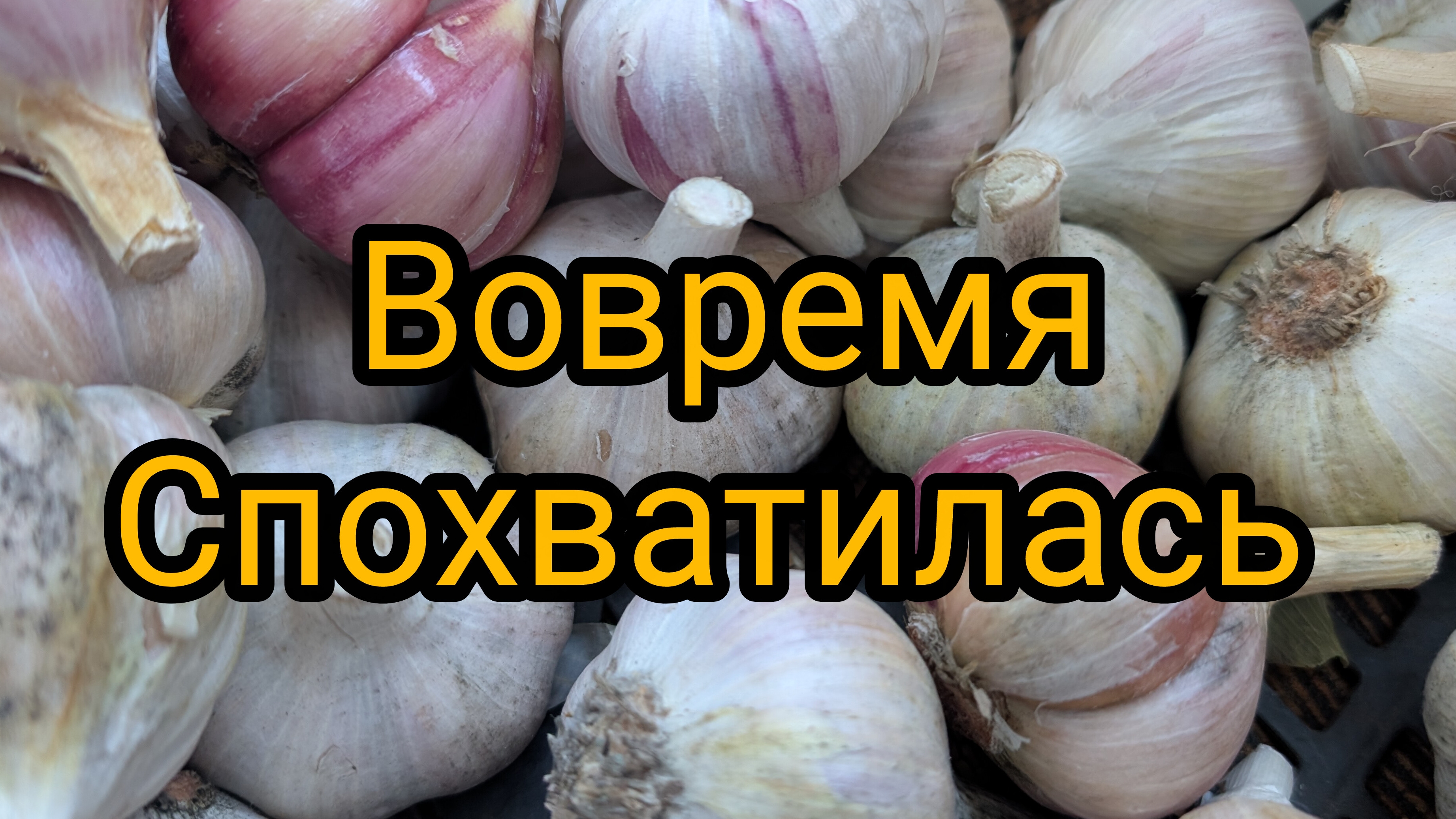 Если так не сделаю,то весь сгниет.Спасаю чеснок от плесени.Чистка до зубчиков от влажности.Тверь.