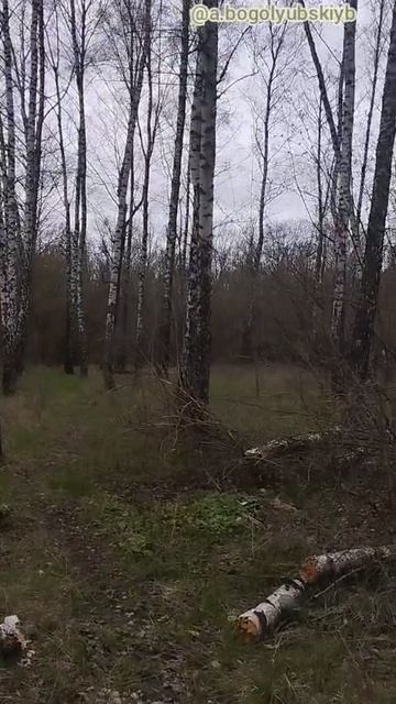 Поход по весеннему лесу