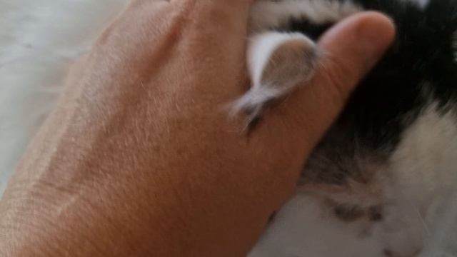 КОТ КУЗЯ🤗🥰💋💕