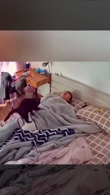 Жизнь с котом 😆🤣