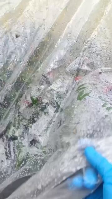 Домик для перца от холода и дождя!!!