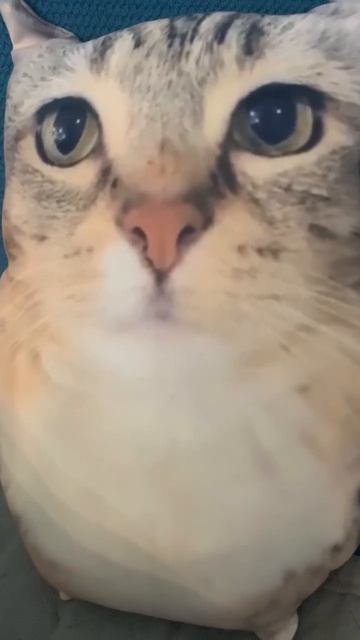 Кот сова