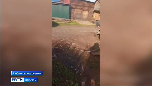 Медведь залез в жилой дом в поселке Алексеевск Киренского района