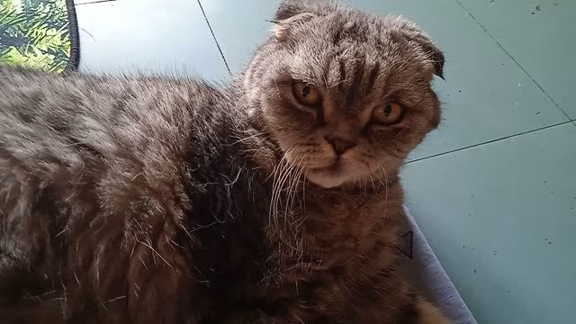 Кот Мотя выбрал минутку, что бы отдохнуть! Август! Прекрасный, теплый день!
