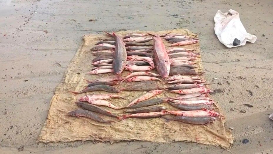 Югорчанин наловил краснокнижной рыбы больше чем на миллион