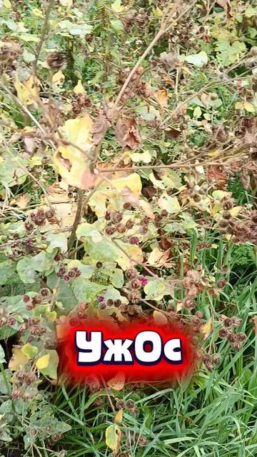 Кошмар собачника 😳