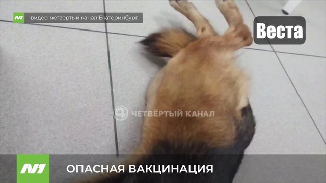 Из оборота убирают опасную вакцину. Югра